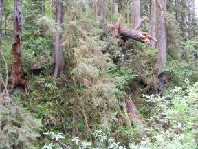 Quinault Nature Trail 1/2 Mile Loop
