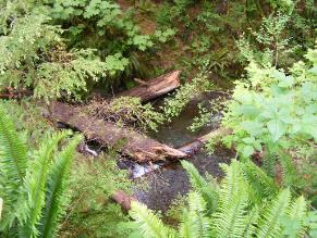 Quinault Nature Trail 1/2 Mile Loop