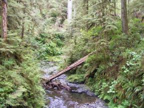 Quinault Nature Trail 1/2 Mile Loop