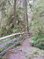 Quinault Nature Trail 1/2 Mile Loop