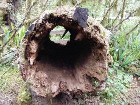 Quinault Nature Trail 1/2 Mile Loop