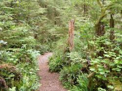 Quinault Nature Trail 1/2 Mile Loop