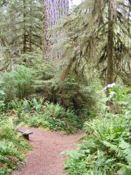Quinault Nature Trail 1/2 Mile Loop