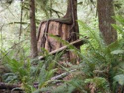 Quinault Nature Trail 1/2 Mile Loop