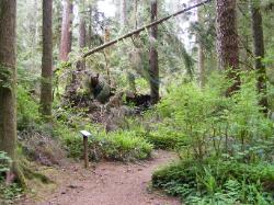 Quinault Nature Trail 1/2 Mile Loop