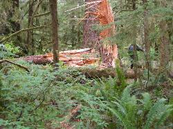 Quinault Nature Trail 1/2 Mile Loop