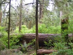Quinault Nature Trail 1/2 Mile Loop