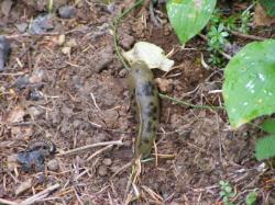 Quinault Nature Trail 1/2 Mile Loop