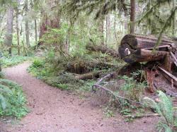 Quinault Nature Trail 1/2 Mile Loop
