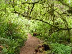 Quinault Nature Trail 1/2 Mile Loop
