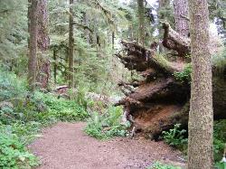 Quinault Nature Trail 1/2 Mile Loop