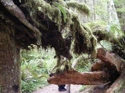 Quinault Nature Trail 1/2 Mile Loop