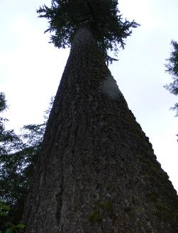 Quinault Nature Trail 1/2 Mile Loop