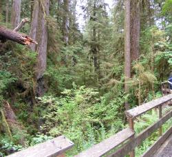 Quinault Nature Trail 1/2 Mile Loop
