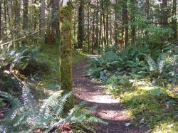 River Loop Trail - Newhalem CG North Cascades NP