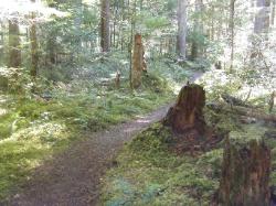 River Loop Trail - Newhalem CG North Cascades NP
