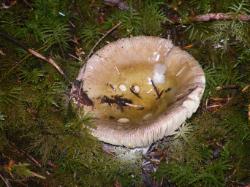 River Loop Trail - Newhalem CG North Cascades NP