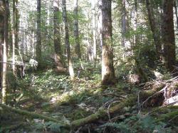 River Loop Trail - Newhalem CG North Cascades NP