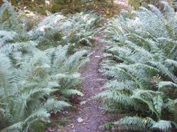 River Loop Trail - Newhalem CG North Cascades NP