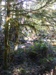 River Loop Trail - Newhalem CG North Cascades NP
