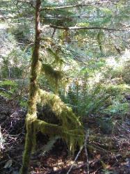 River Loop Trail - Newhalem CG North Cascades NP