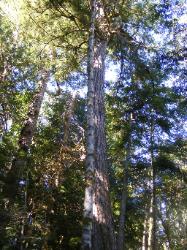 River Loop Trail - Newhalem CG North Cascades NP