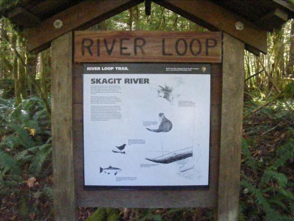 River Loop Trail - Newhalem CG North Cascades NP