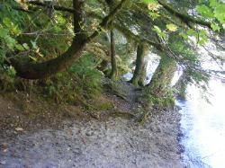 River Loop Trail - Newhalem CG North Cascades NP