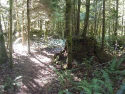 River Loop Trail - Newhalem CG North Cascades NP