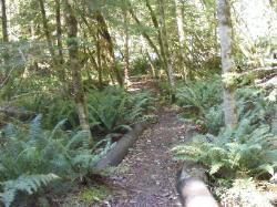 River Loop Trail - Newhalem CG North Cascades NP