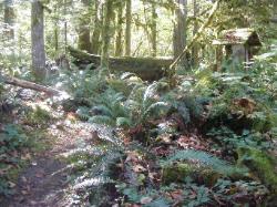 River Loop Trail - Newhalem CG North Cascades NP