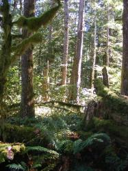 River Loop Trail - Newhalem CG North Cascades NP
