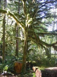 River Loop Trail - Newhalem CG North Cascades NP
