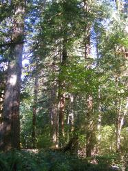 River Loop Trail - Newhalem CG North Cascades NP