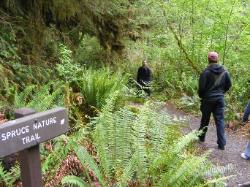Hoh Rain Forest Area Spruce Nature Trail