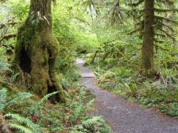 Hoh Rain Forest Area Spruce Nature Trail