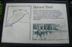 Hoh Rain Forest Area Spruce Nature Trail