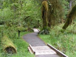 Hoh Rain Forest Area Spruce Nature Trail