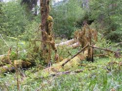 Hoh Rain Forest Area Spruce Nature Trail