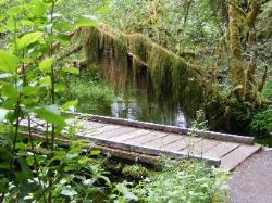 Hoh Rain Forest Area Spruce Nature Trail