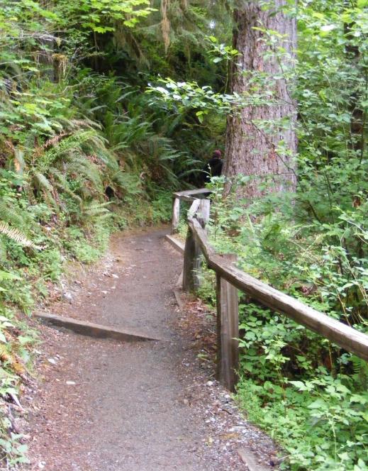 Hoh Rain Forest Area Spruce Nature Trail