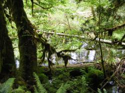 Hoh Rain Forest Area Spruce Nature Trail
