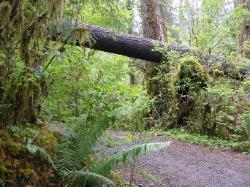 Hoh Rain Forest Area Spruce Nature Trail