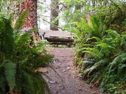 Hoh Rain Forest Area Spruce Nature Trail