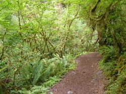 Hoh Rain Forest Area Spruce Nature Trail