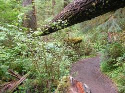 Hoh Rain Forest Area Spruce Nature Trail