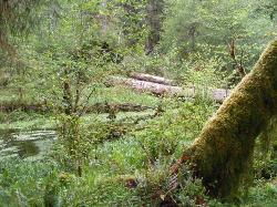 Hoh Rain Forest Area Spruce Nature Trail