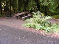 Sol Duc Loop B Site 40