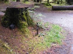 Sol Duc Loop B Site 53