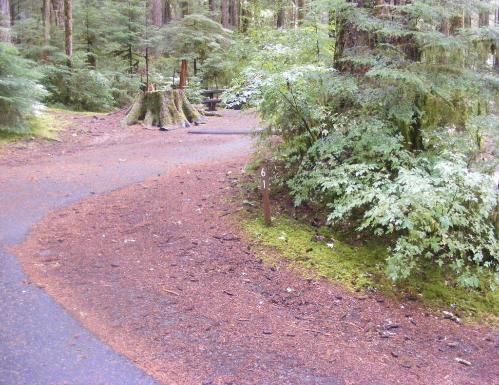 Sol Duc Loop B Site 61